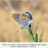 plebejus maracandicus sarykum male2